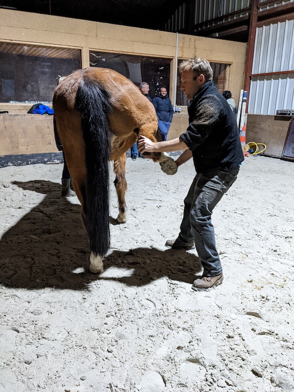 Ekico - Ostéopathie vétérinaire pour chevaux