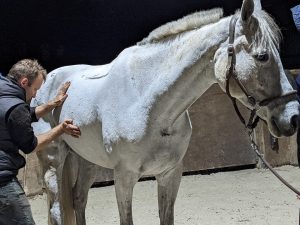 Ekico - Ostéopathie vétérinaire pour chevaux