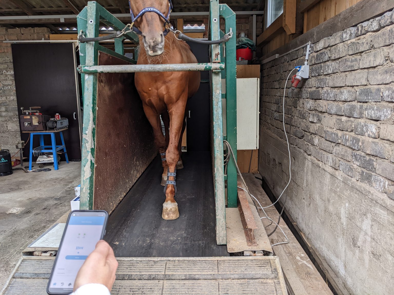 Tendiboots™ horse gait technology for equine vet • Ekico