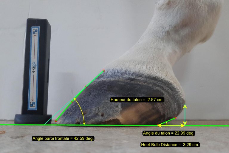 Causes of Equine Lameness | EquiMed - Horse Health Matters