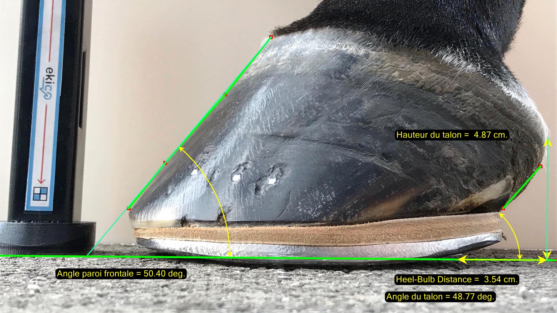 Prevent Fetlock Injury in Your Dressage Horse