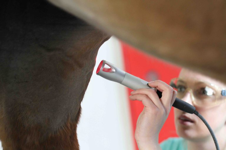 laser-therapy-horse-summus
