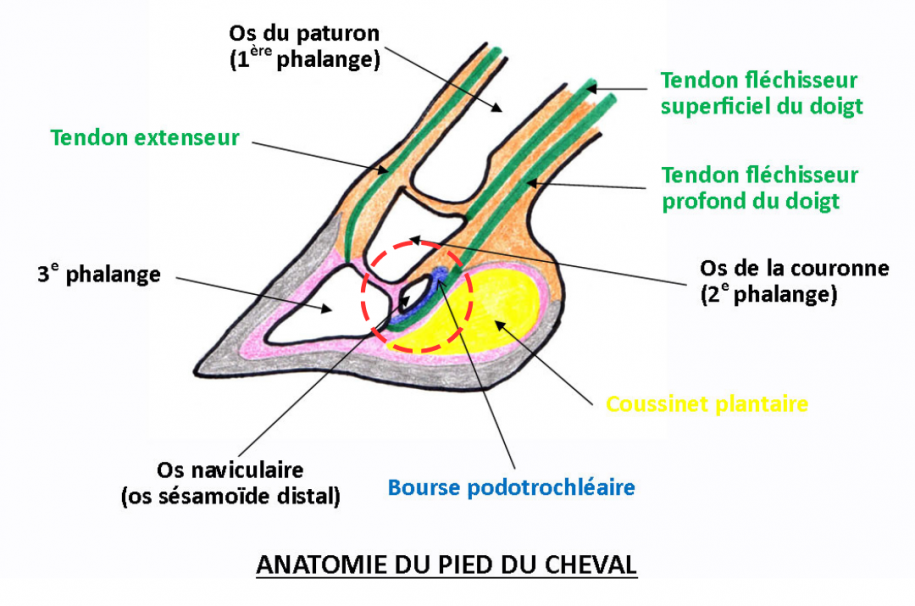 Inflammation de la bourse podotrochléaire • Ekico — free download