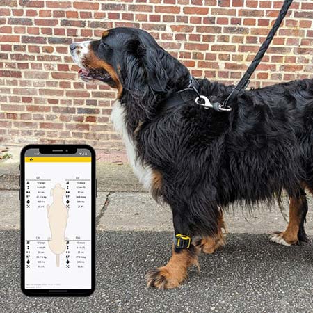 Tendiboots™ canine  application - Ekico