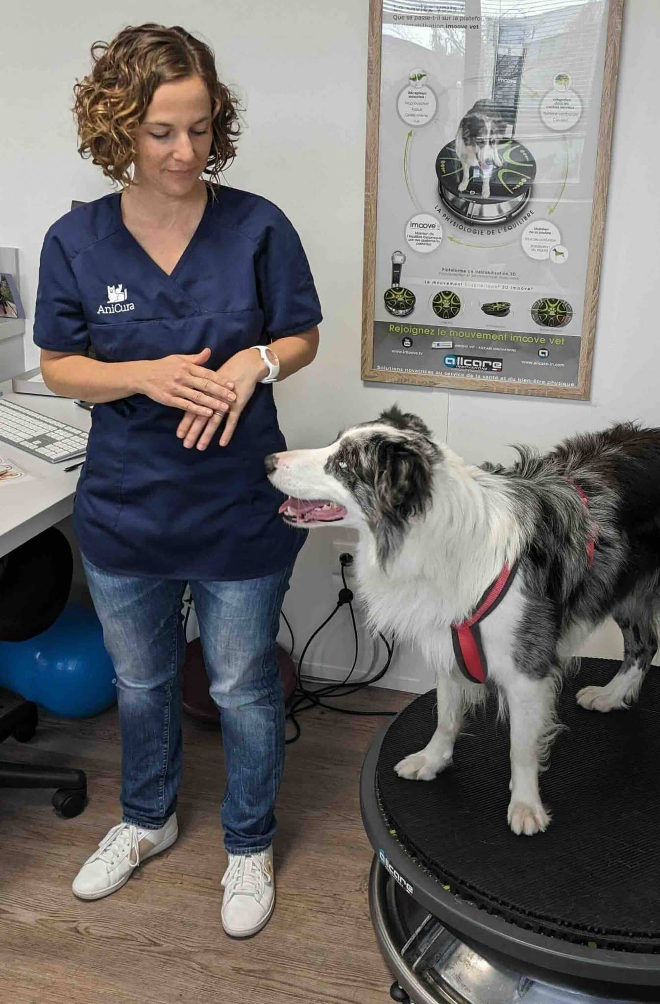 Dog gait analysis: Static and dynamic data • Ekico