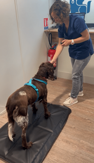 Dog gait analysis: Static and dynamic data • Ekico