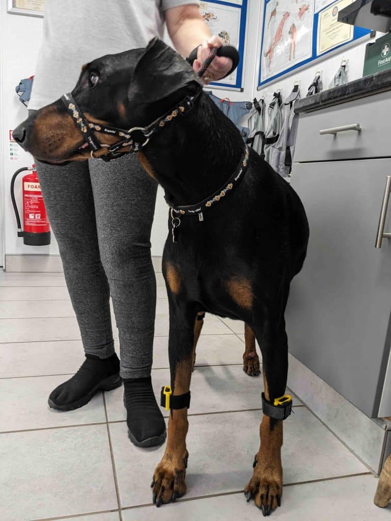 Discospondylitis and Wobbler syndrome in dogs • Ekico