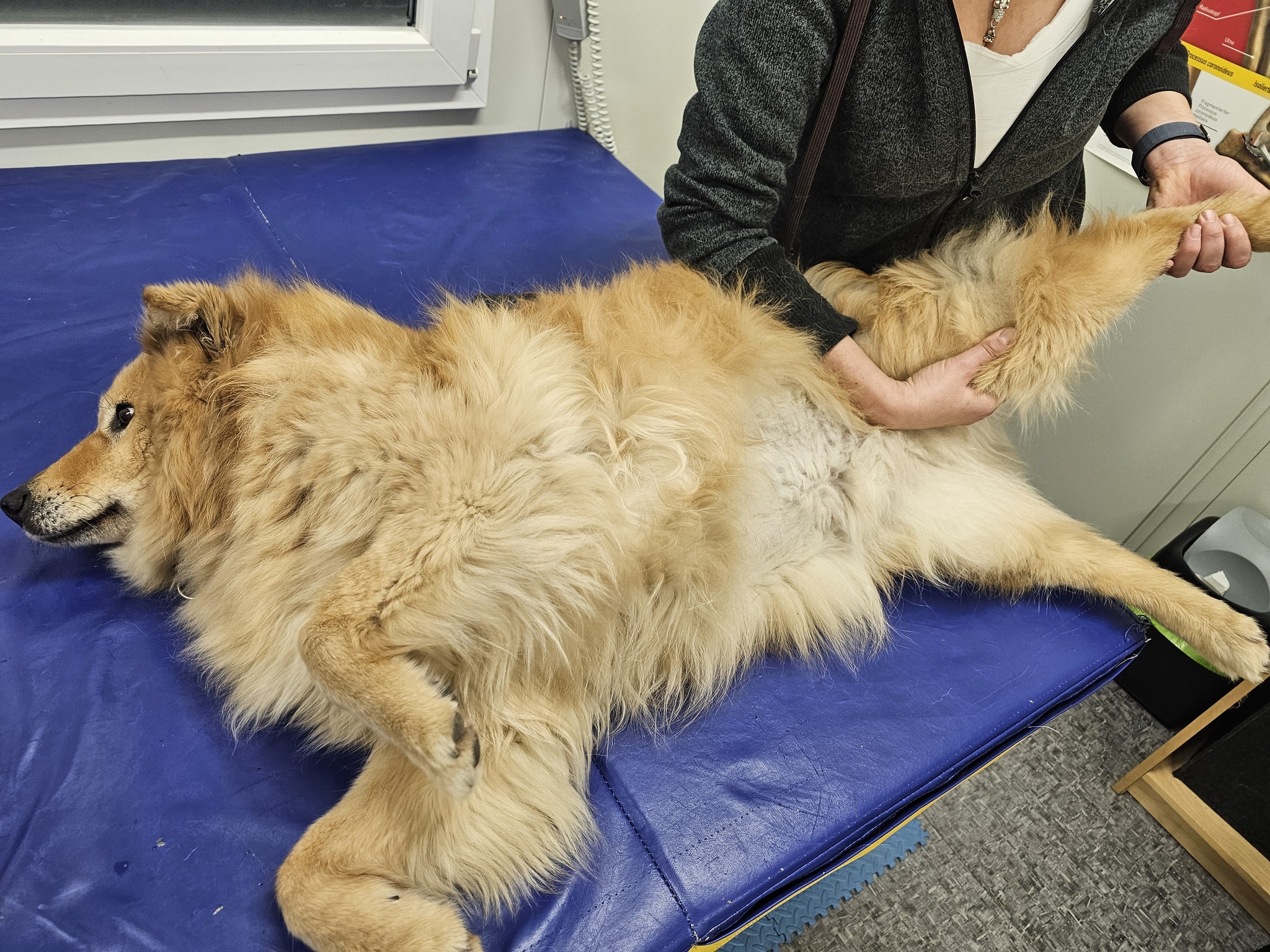 Objectiver Objectiver la locomotion du chien en consultation • Ekico