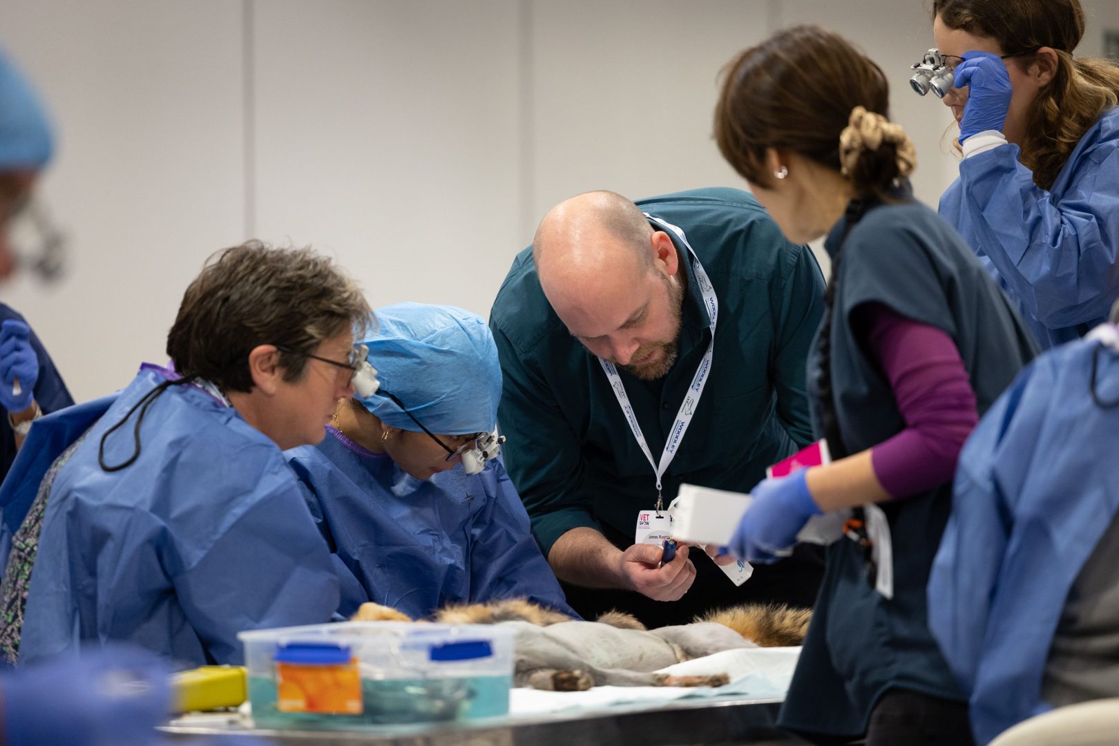 Veterinary professionals attending a hands-on Wet Lab at a previous London Vet Show.
