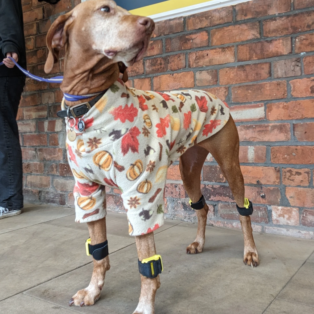 Dog wearing four Tendiboots sensors for canine gait assessment.