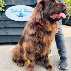 Splash-Paws