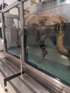 tendiboots canine hydro