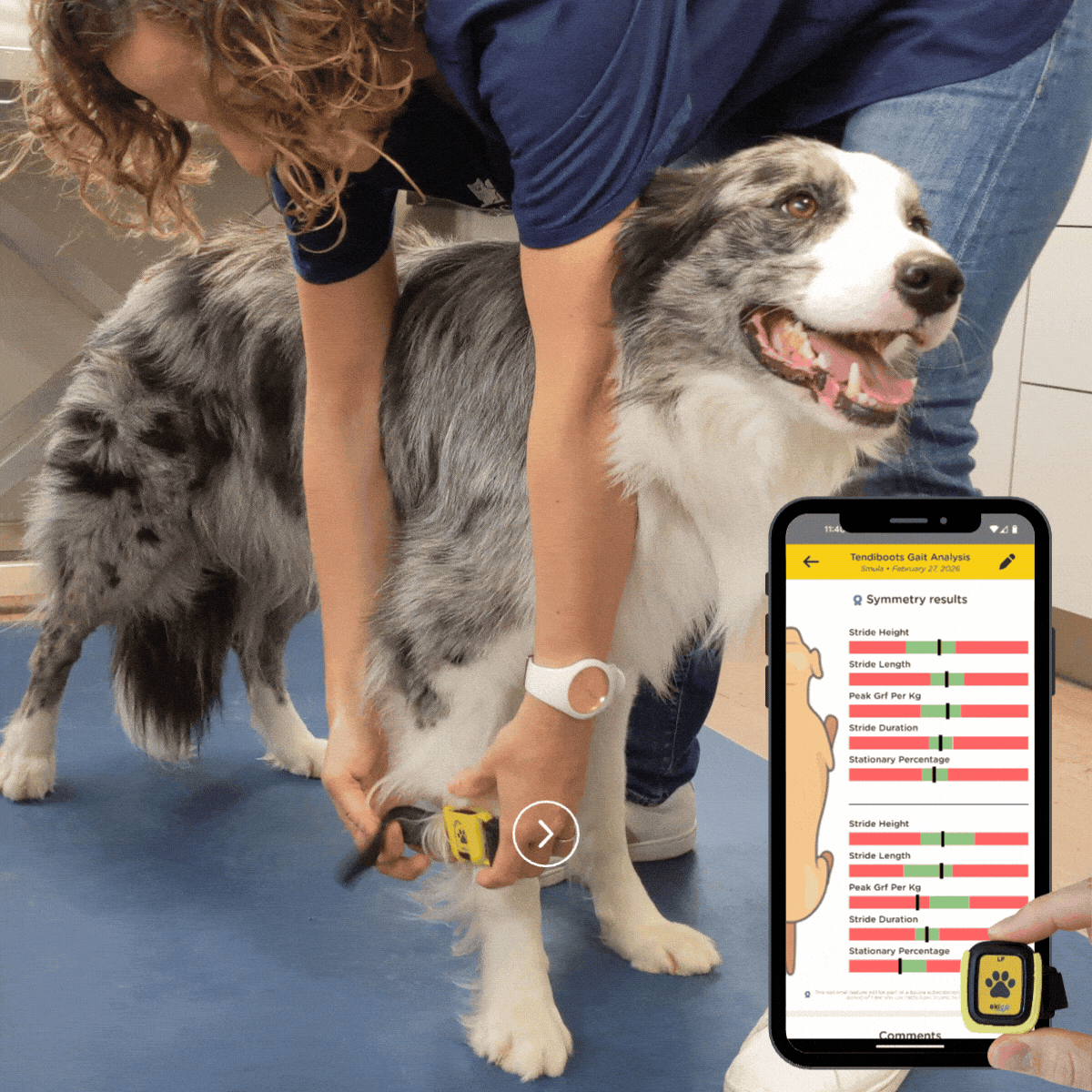 home-tendiboots-canine