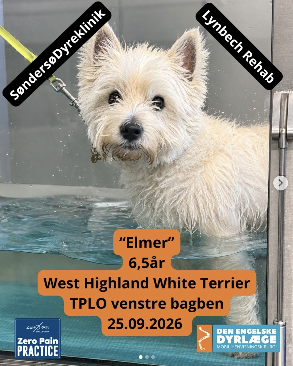 Elmer, West Highland White Terrier, en hydrothérapie après une TPLO du postérieur gauche