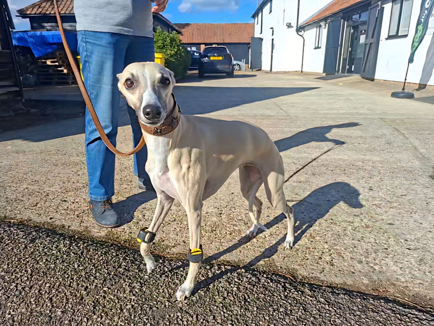 Honey, a Whippet wearing Tendiboots sensors during rehabilitation following a right carpal fracture.