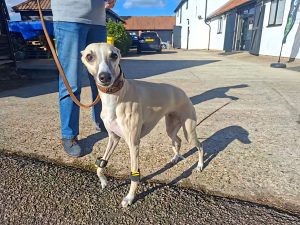 Honey, a Whippet wearing Tendiboots sensors during rehabilitation following a right carpal fracture.