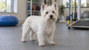 West Highland White Terrier in a rehabilitation room — illustrative image