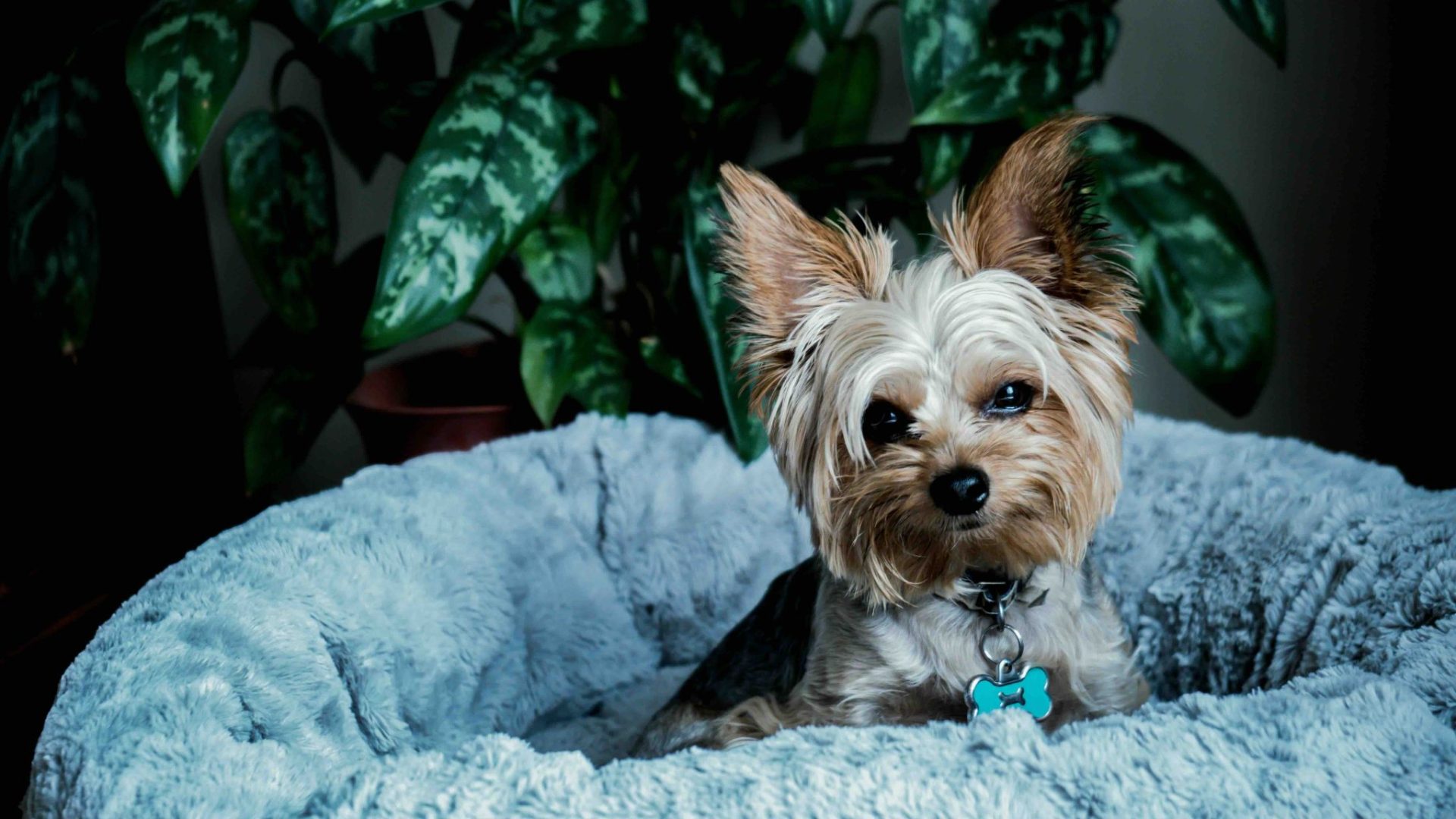 Small dog resting on a blanket — illustration of canine rehabilitation