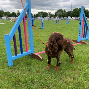 Agility-dog