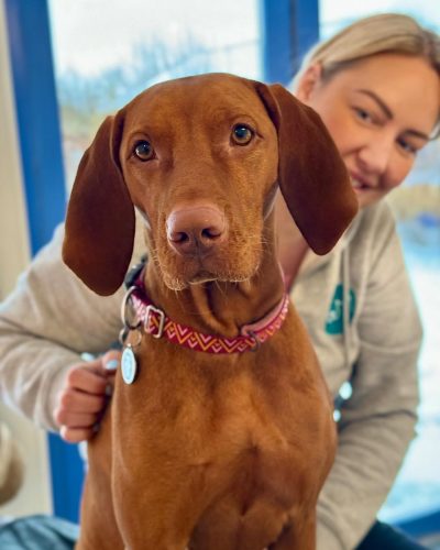 Laser Til Dyr Clinic