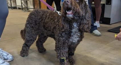 ekico chronic pain dog