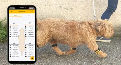 webinar-tendiboots-canine